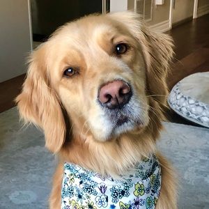 Meet your Posher, Bailey